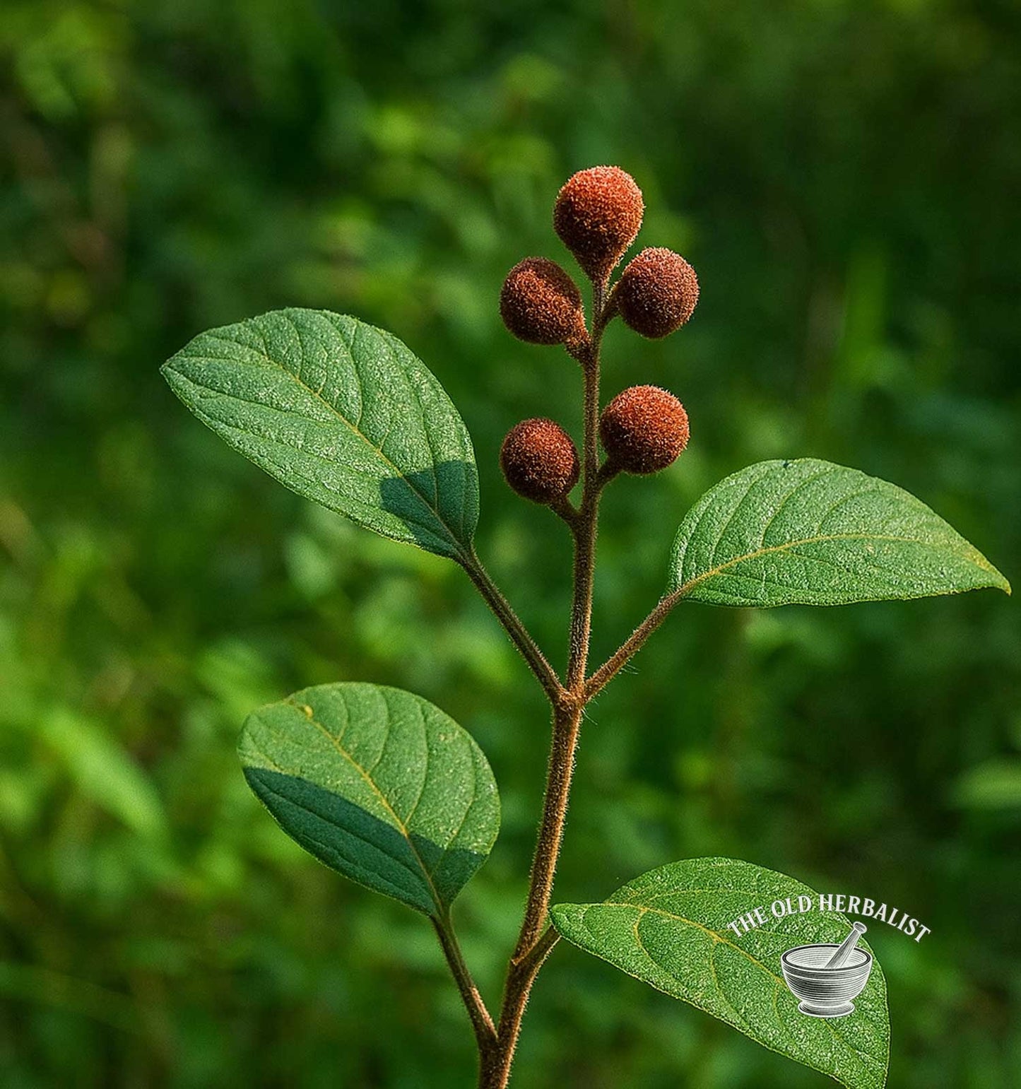 Kamala Powder – Mallotus philippinensis
