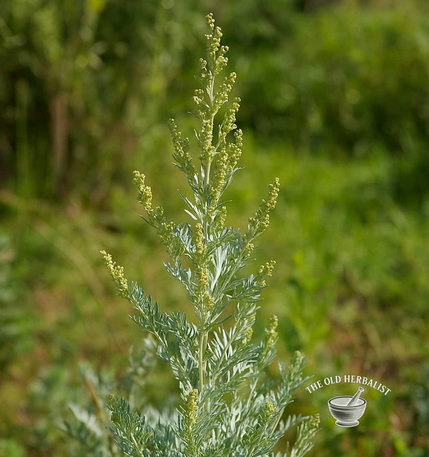 plant of wormwood herb