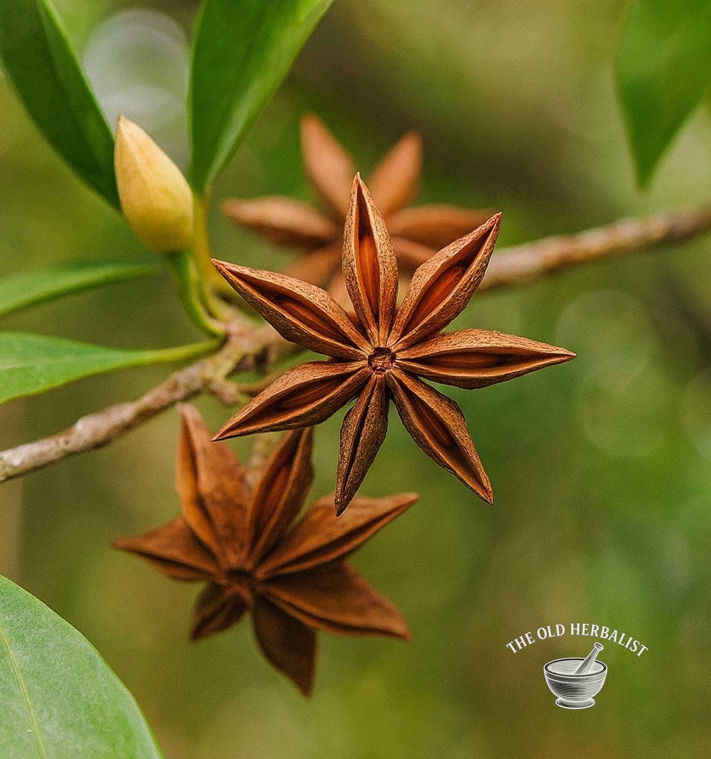 Star anise fruits on a branch with a blurred green background, featuring 'The Old Herbalist' logo.