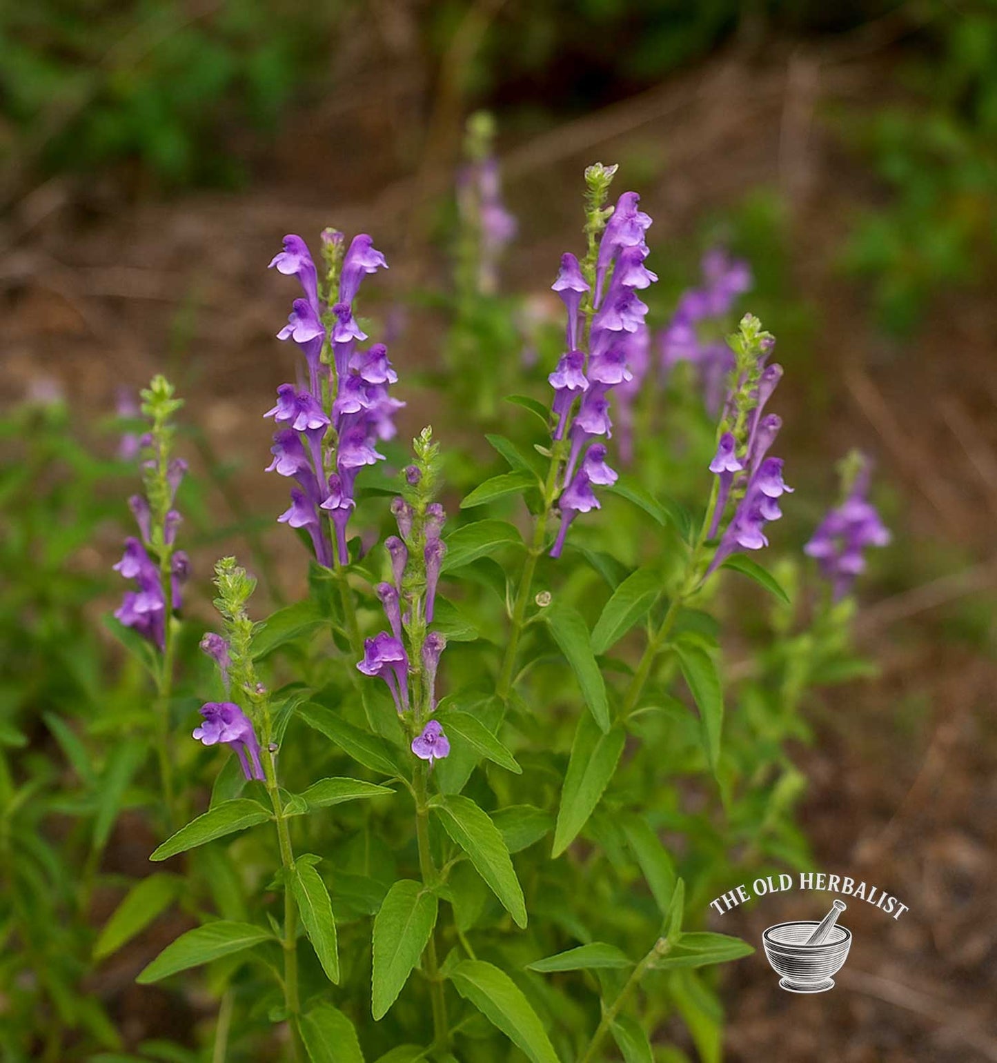 Skullcap Herb – Scutellaria baicalensis