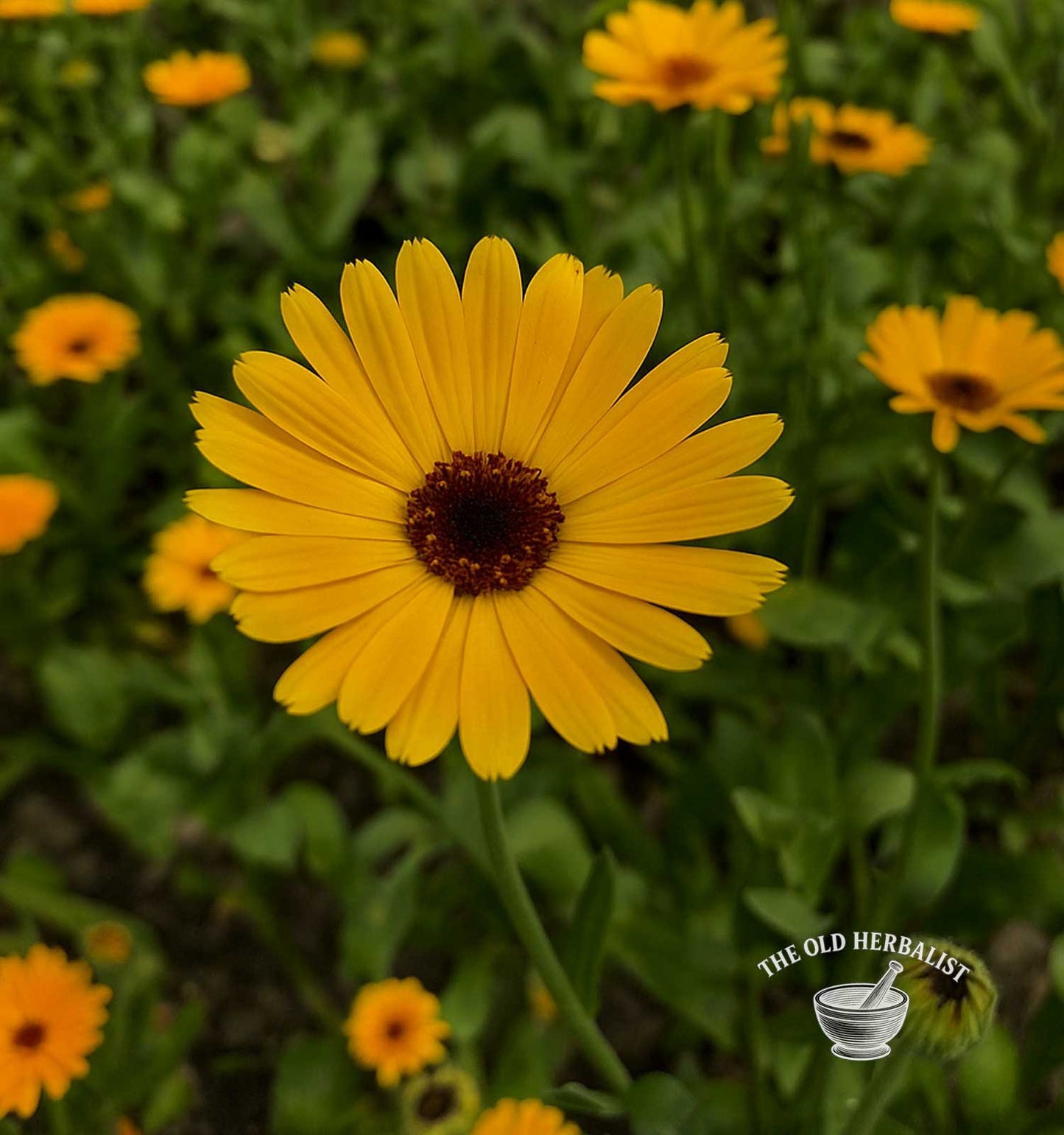 Calendula Petals – Calendula officinalis