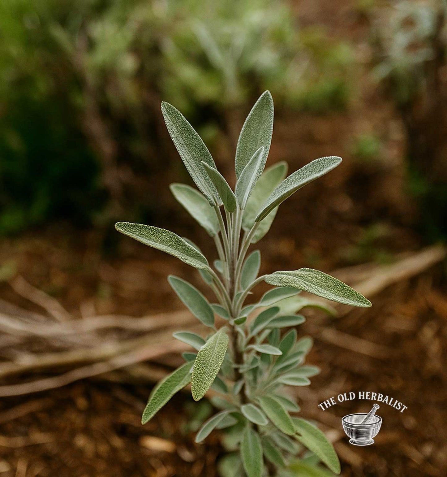 Sage Leaf – Salvia officinalis