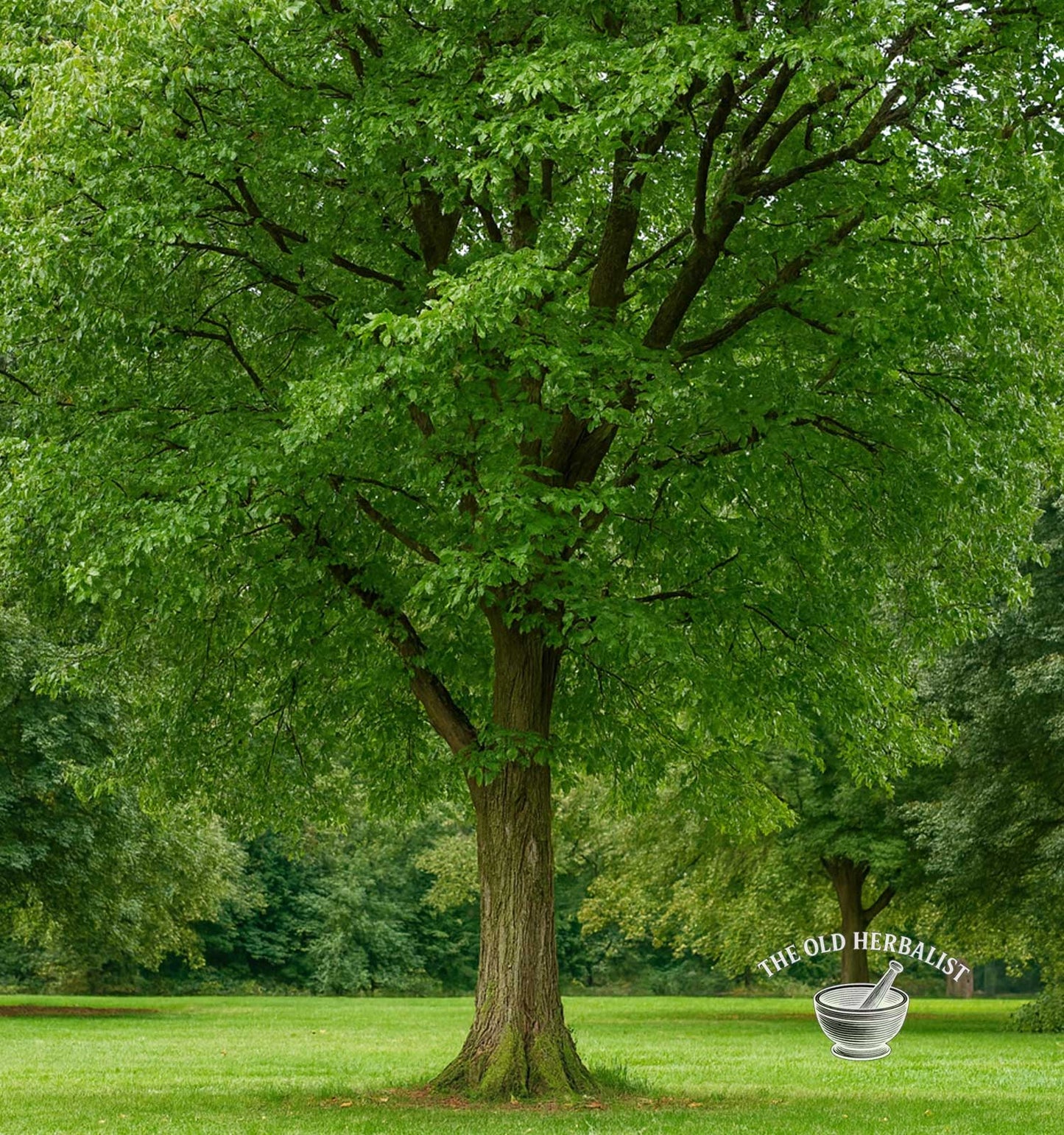 Elm Bark – Ulmus minor