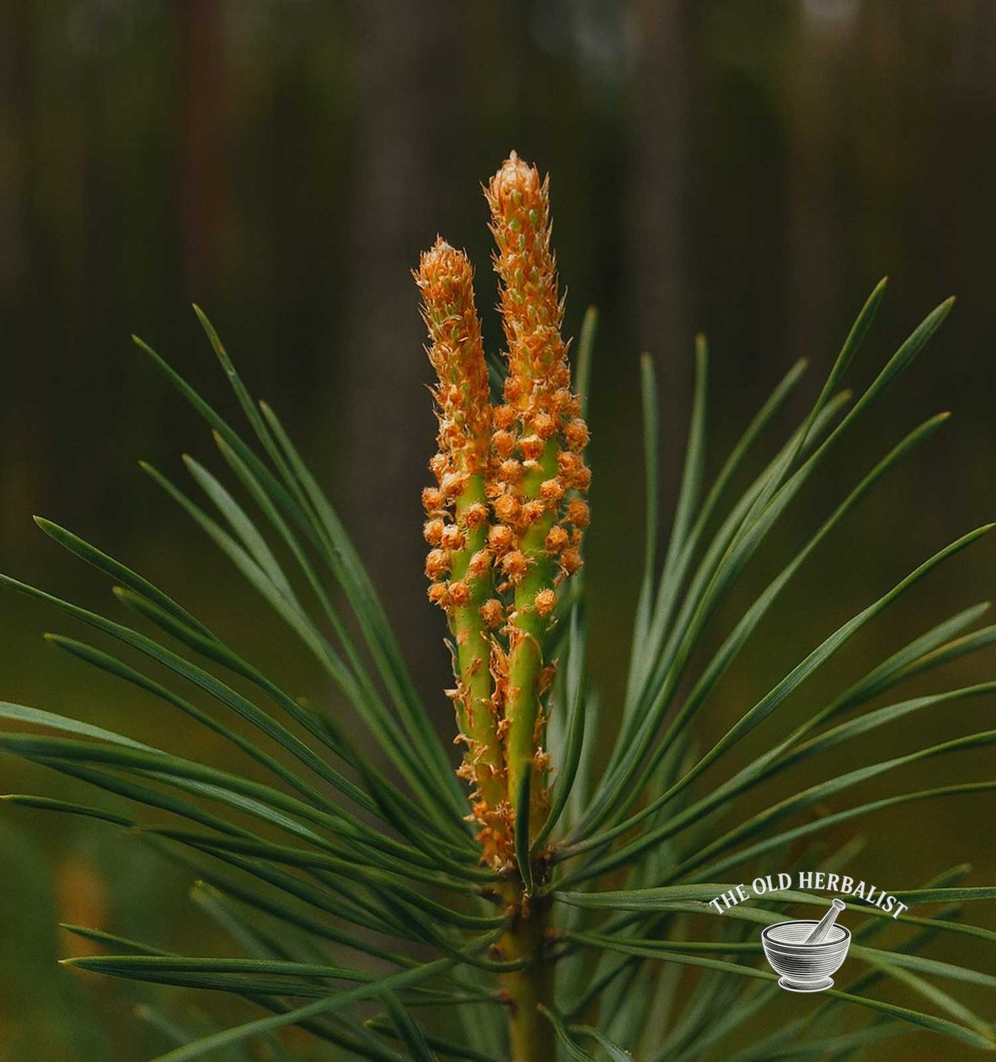Pine Tops – Pinus sylvestris
