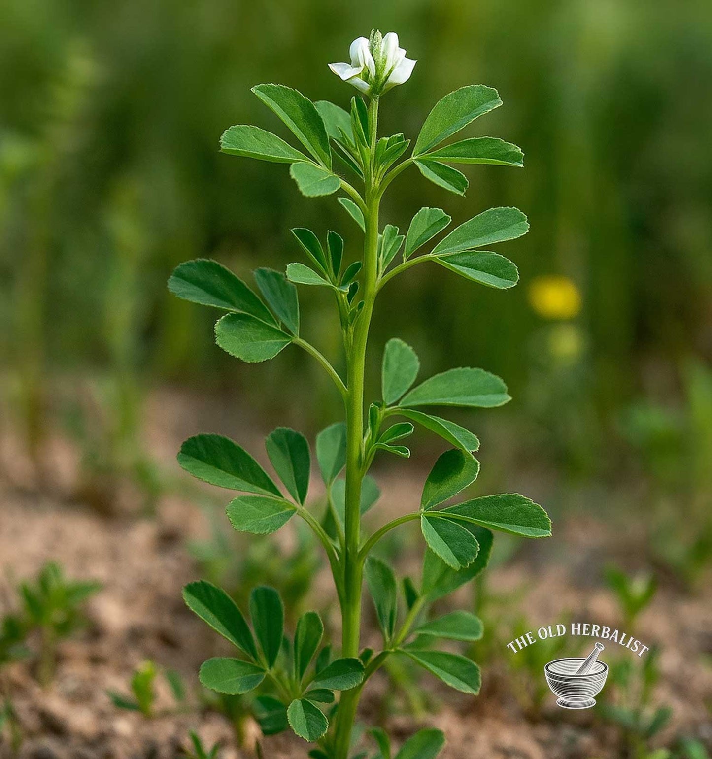 Fenugreek Seeds – Trigonella foenum-graecum