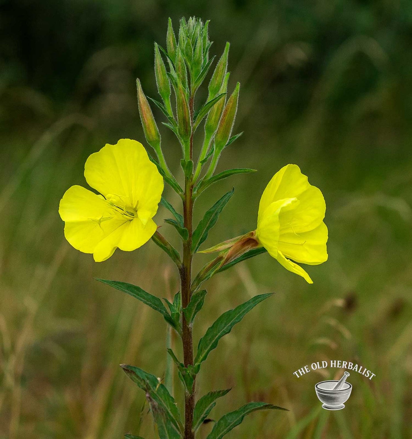 Evening Primrose Seeds – Oenothera biennis