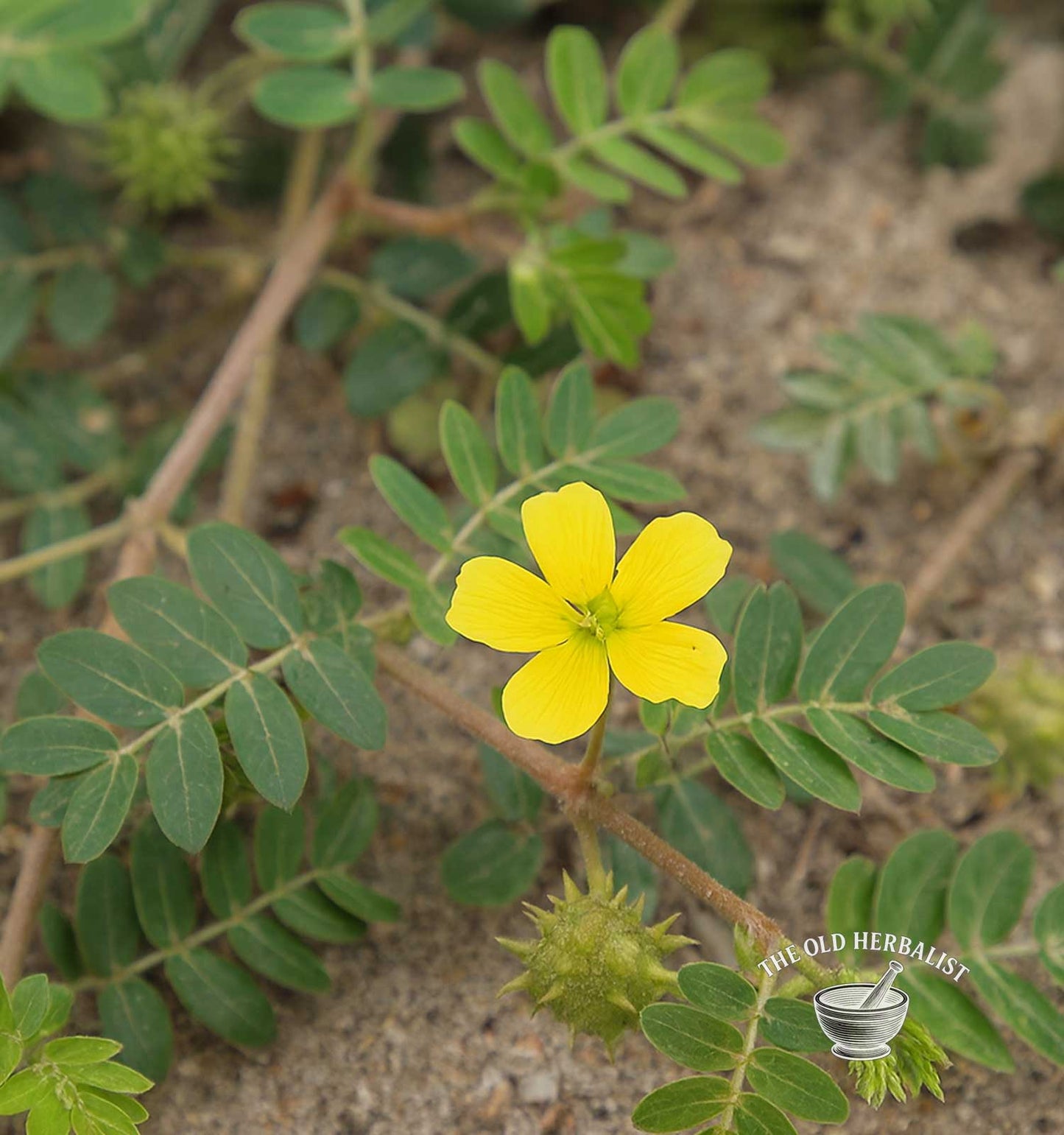 Tribulus Fruit – Tribulus terrestris L.