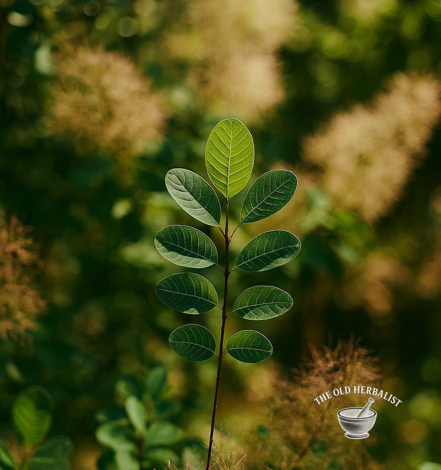 Smoke Tree Leaf – Cotinus coggygria
