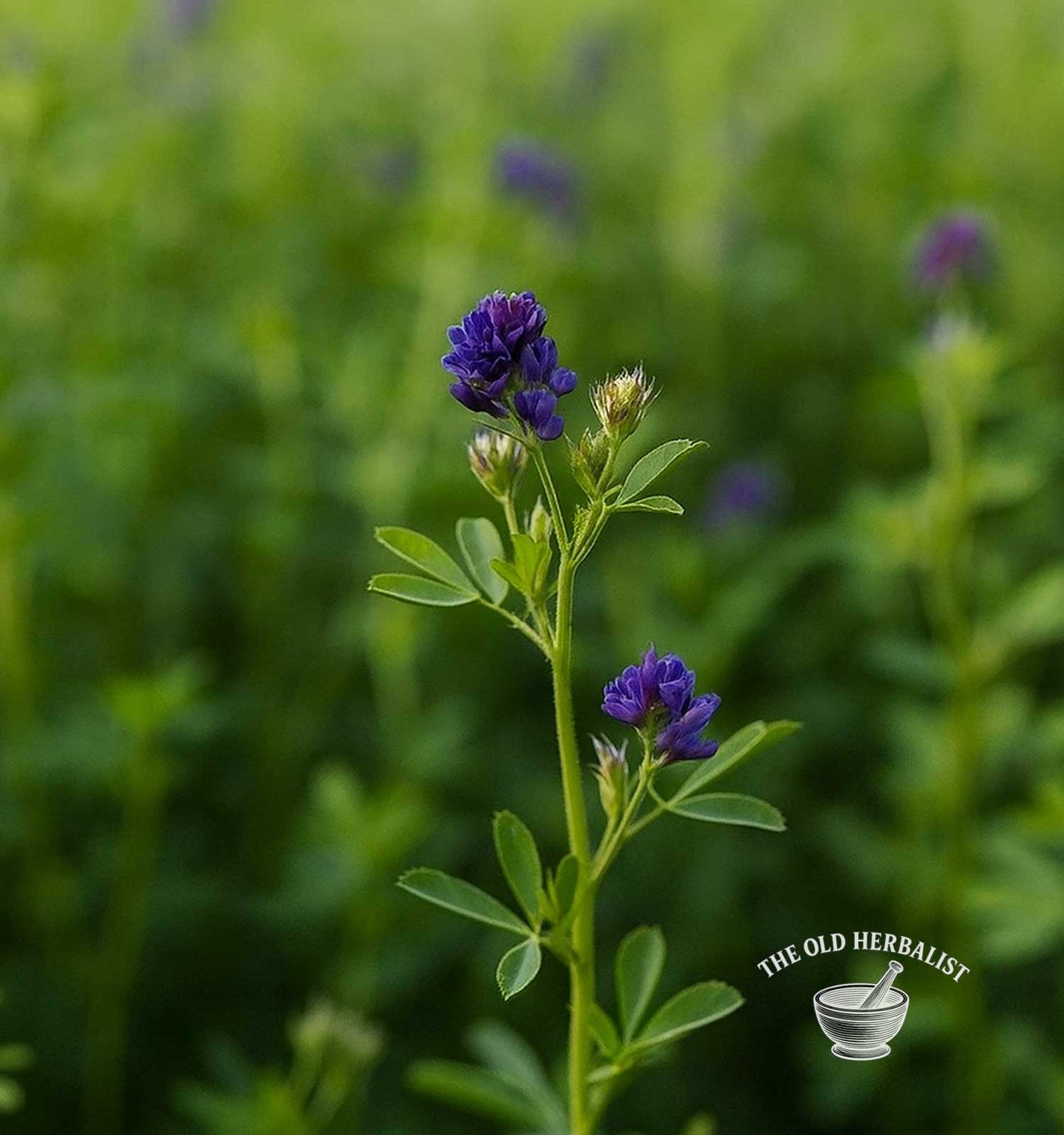 Alfalfa Seeds – Medicago sativa
