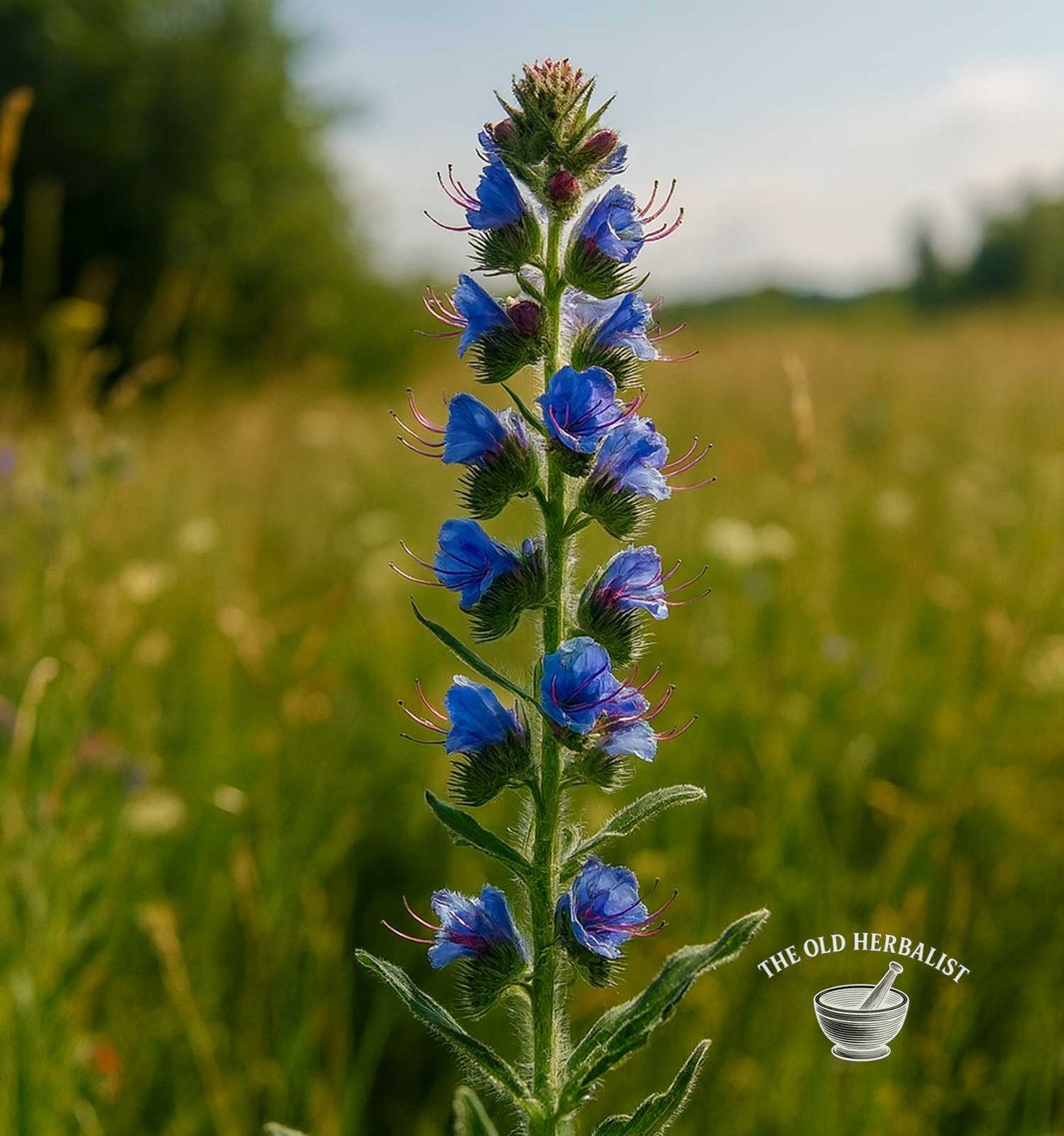 Viper’s Bugloss Herb – Echium vulgare