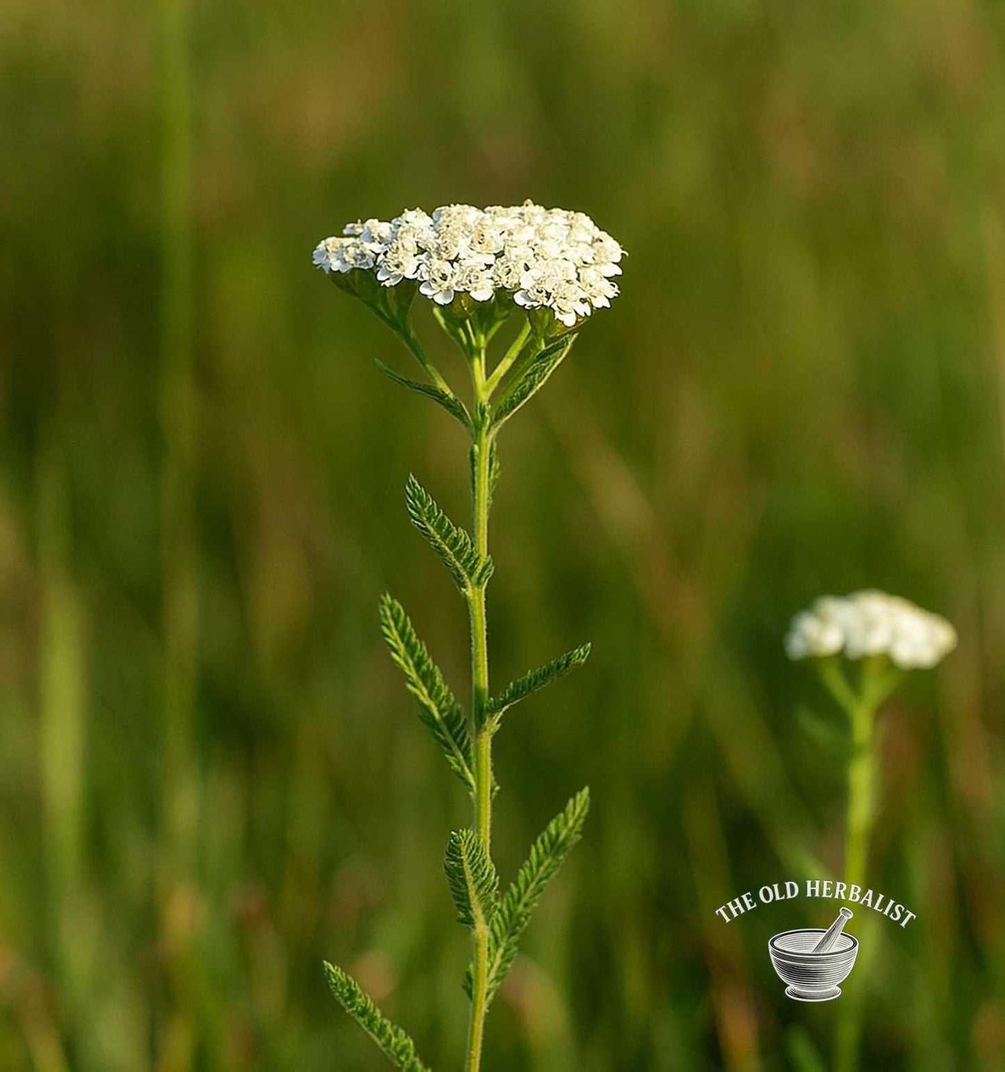 Yarrow Flower – Achillea millefolium