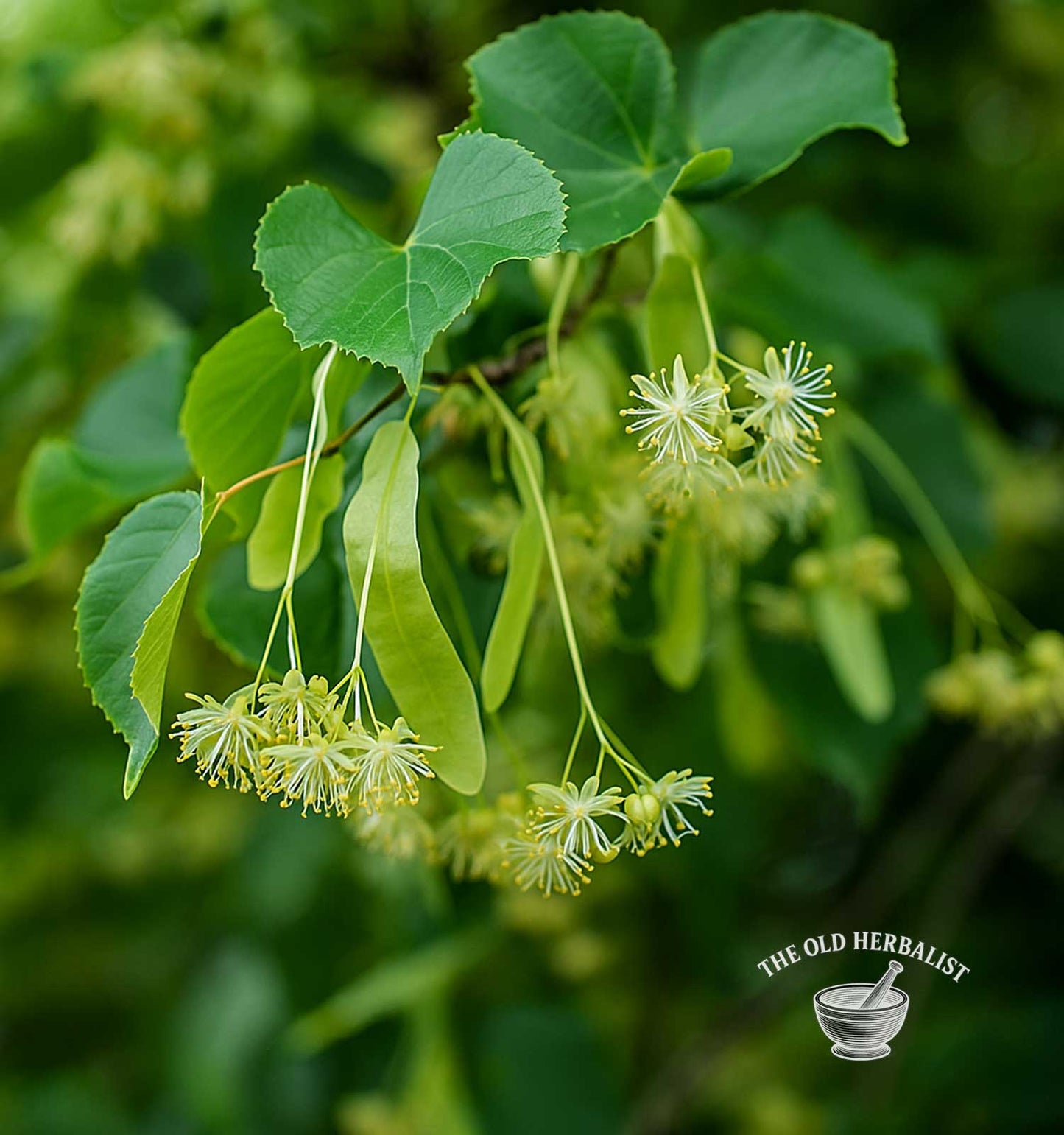 Linden Leaf & Flower – Tilia europaea