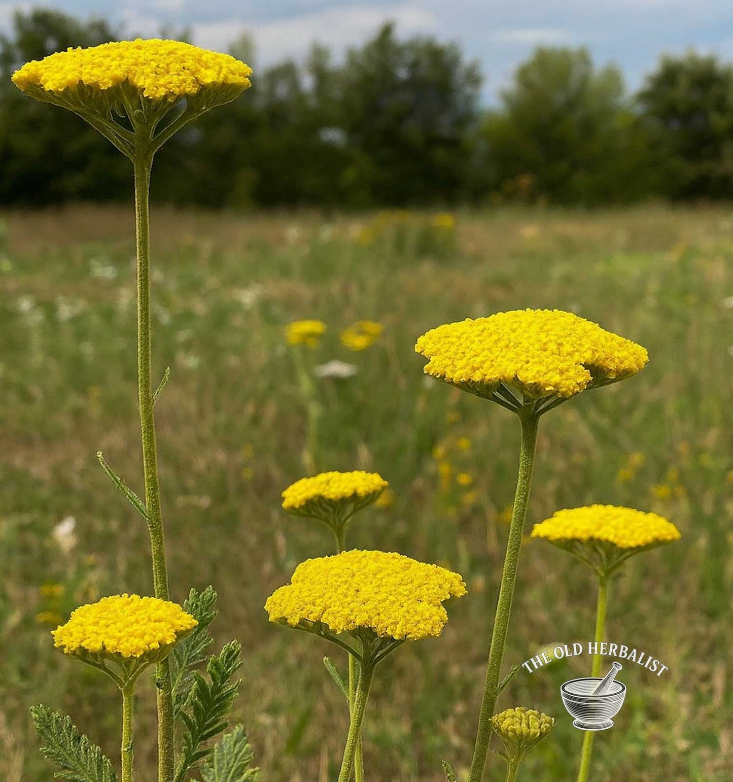 Yellow Yarrow Herb – Achillea clypeolata