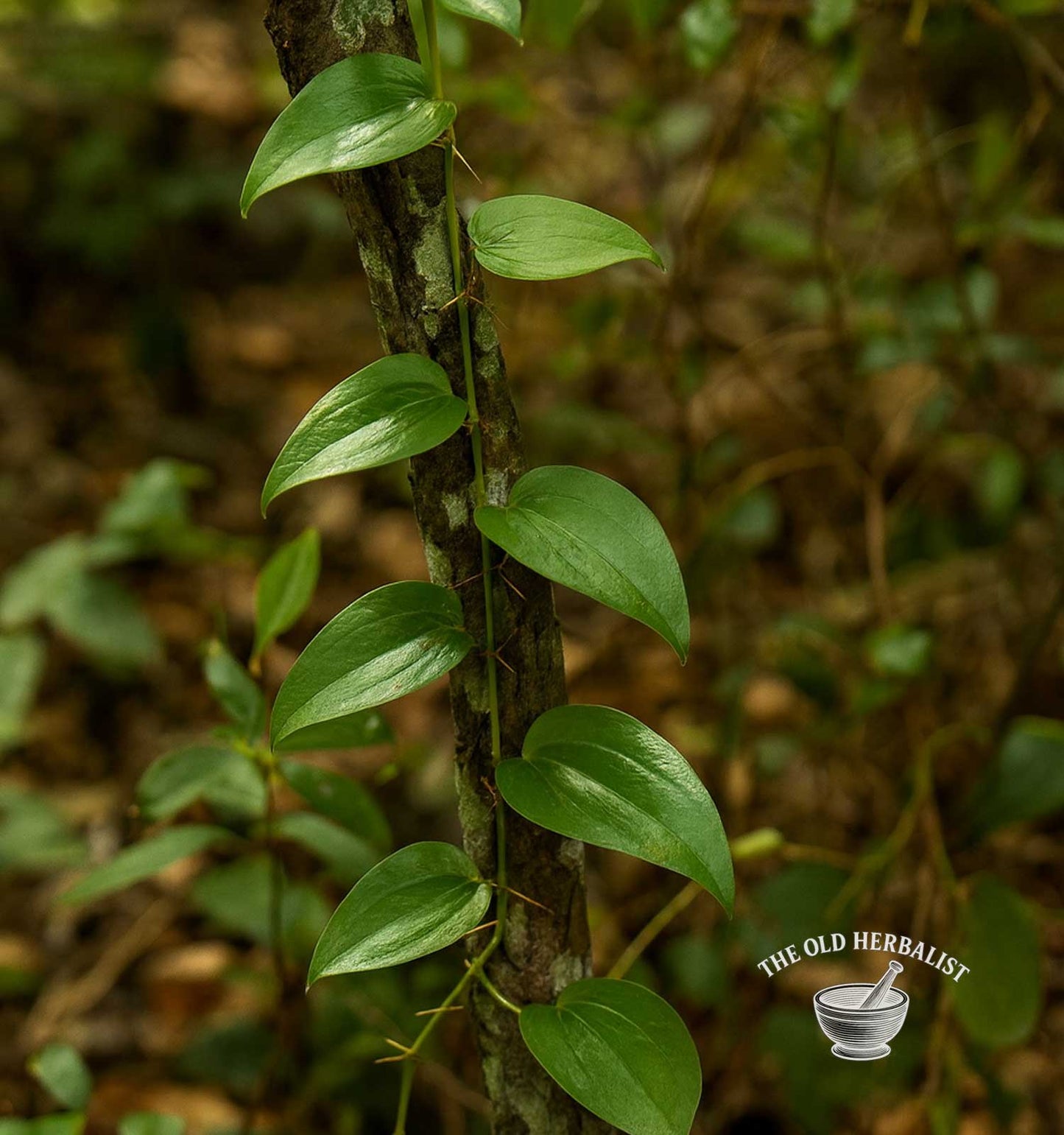 Sarsaparilla Root Powder – Smilax officinalis