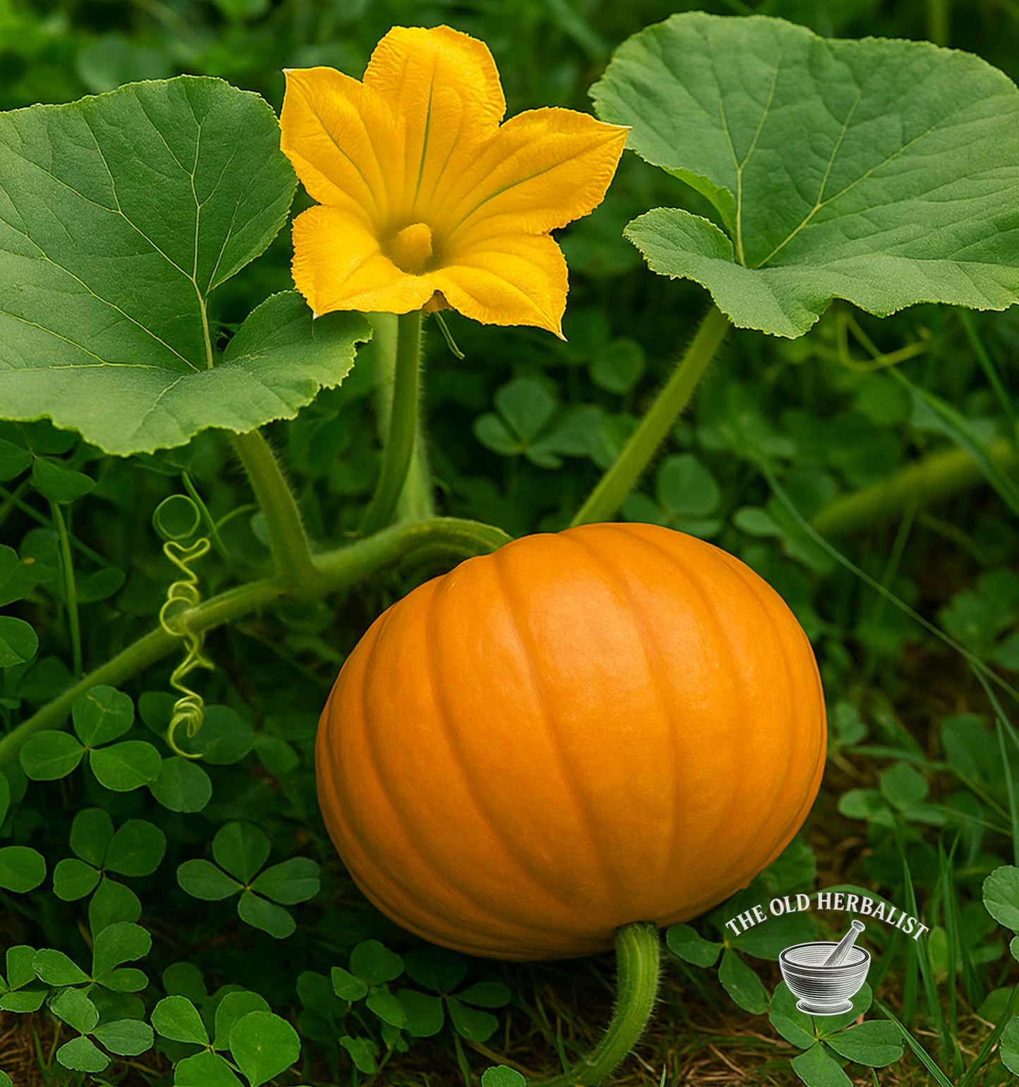 Small pumpkin with a yellow flower on a green plant