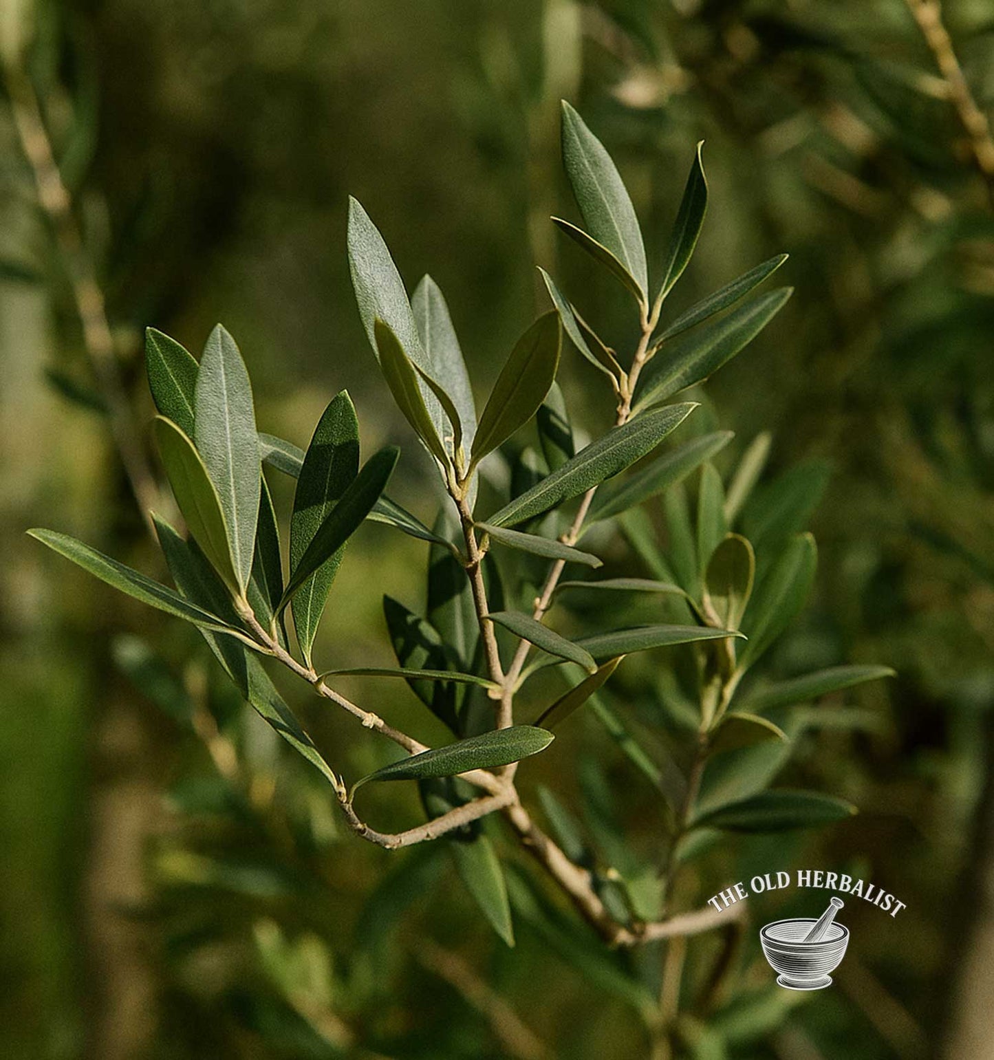 Olive Leaf – Olea europaea