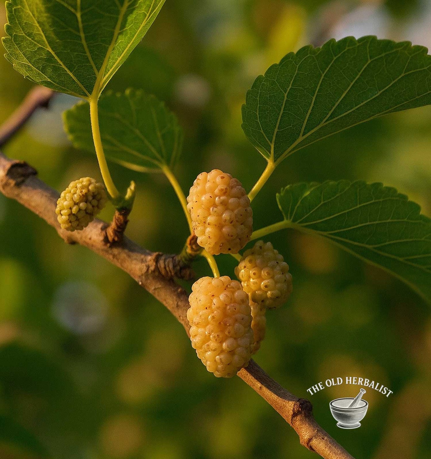 White Mulberries – Morus alba