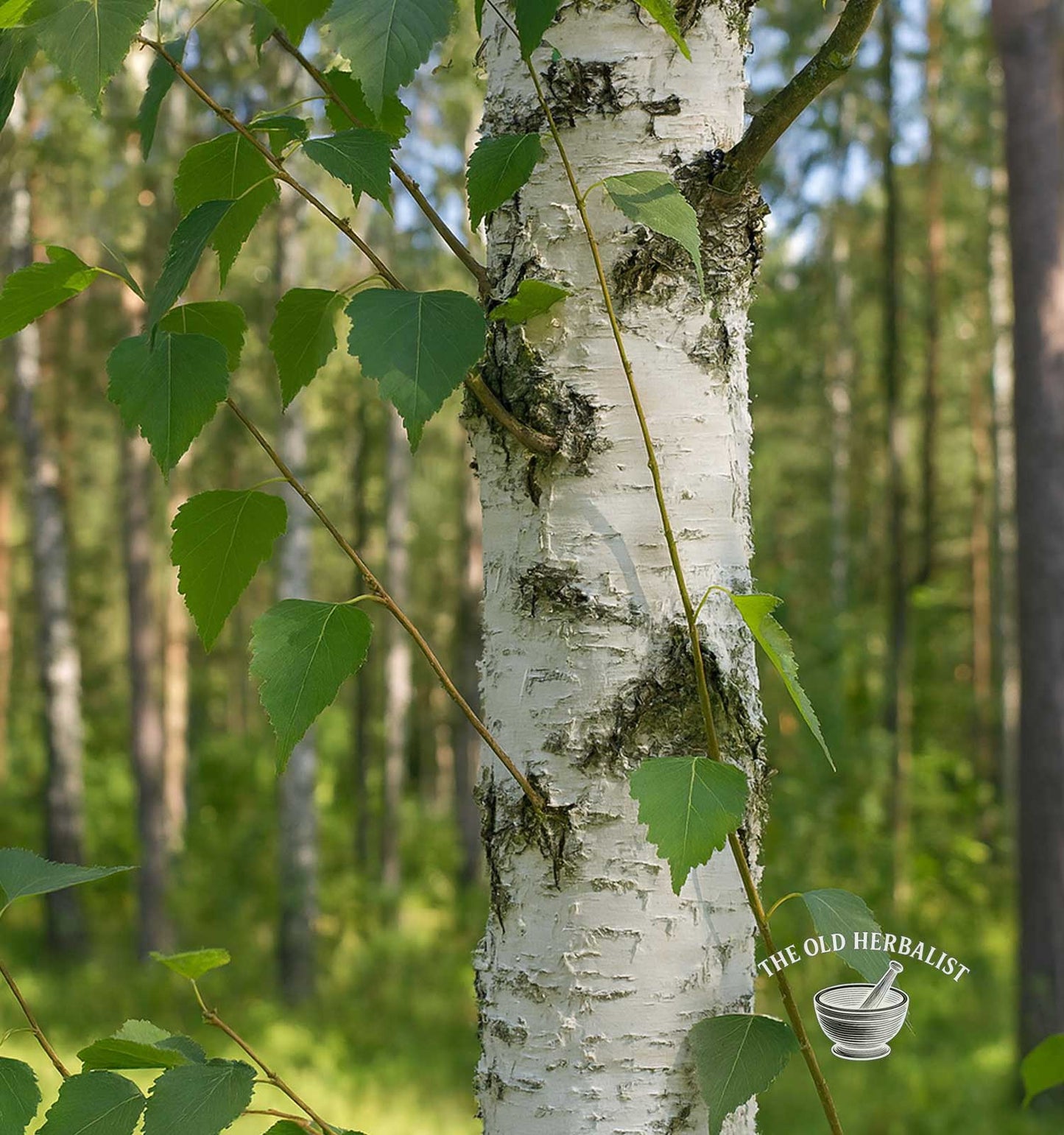 Birch Bark – Betula pendula