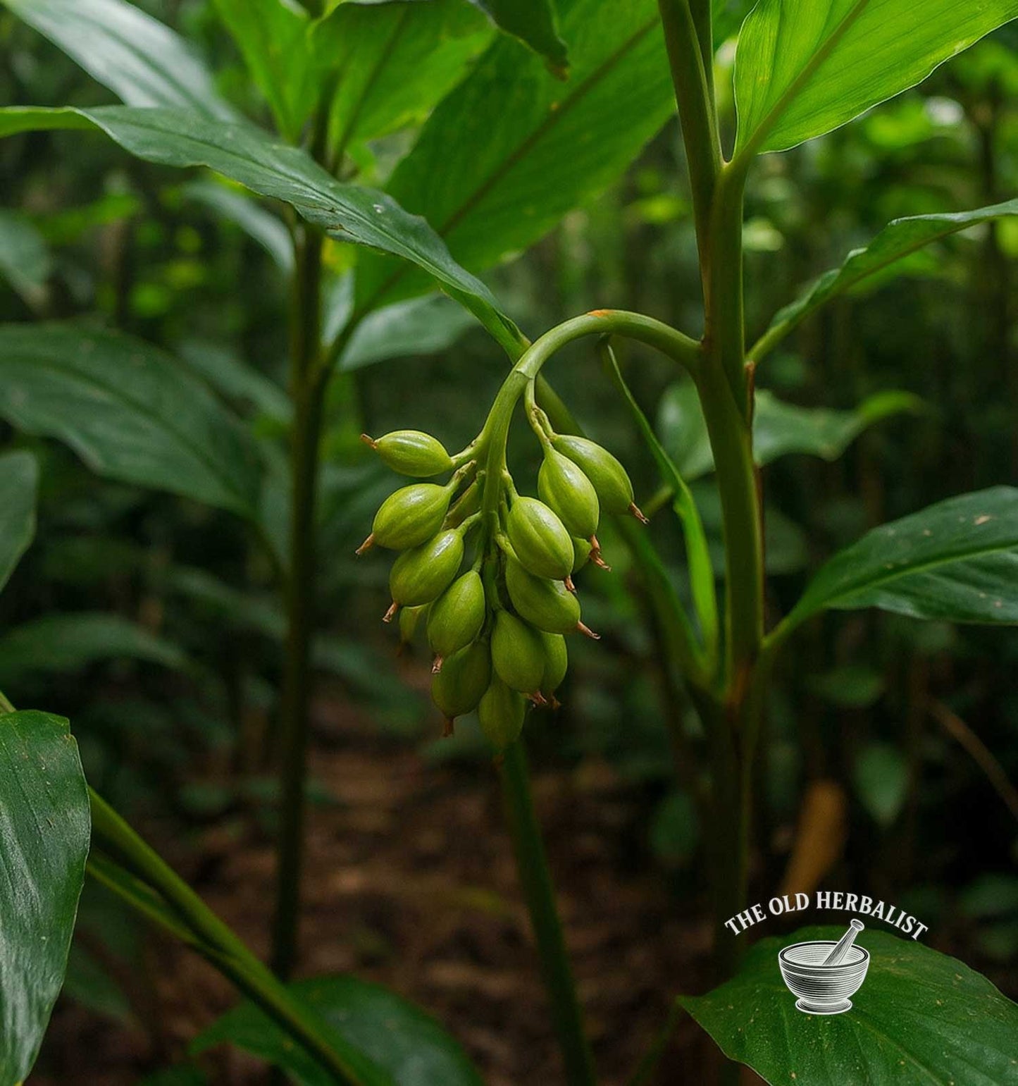 Cardamom Pods – Elettaria cardamomum