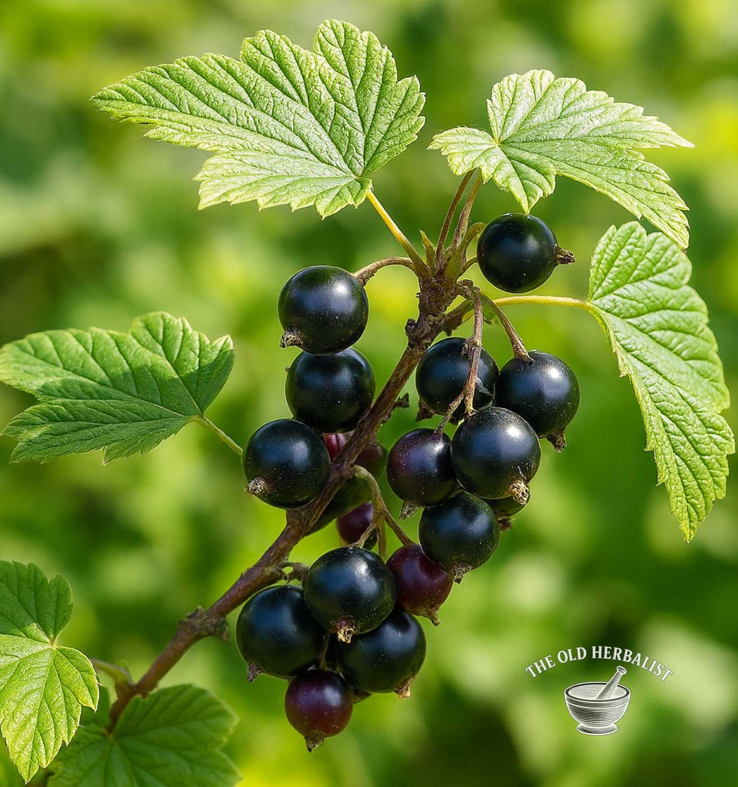 Black Currants – Ribes nigrum