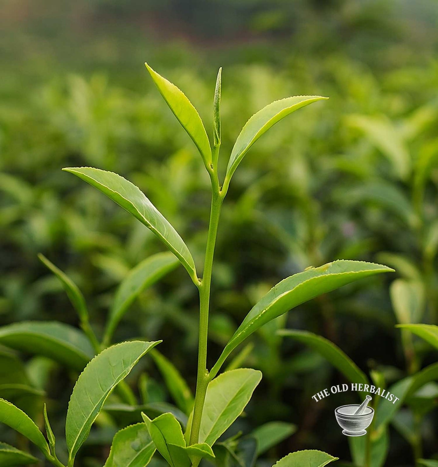 Matcha Tea Powder – Camellia sinensis