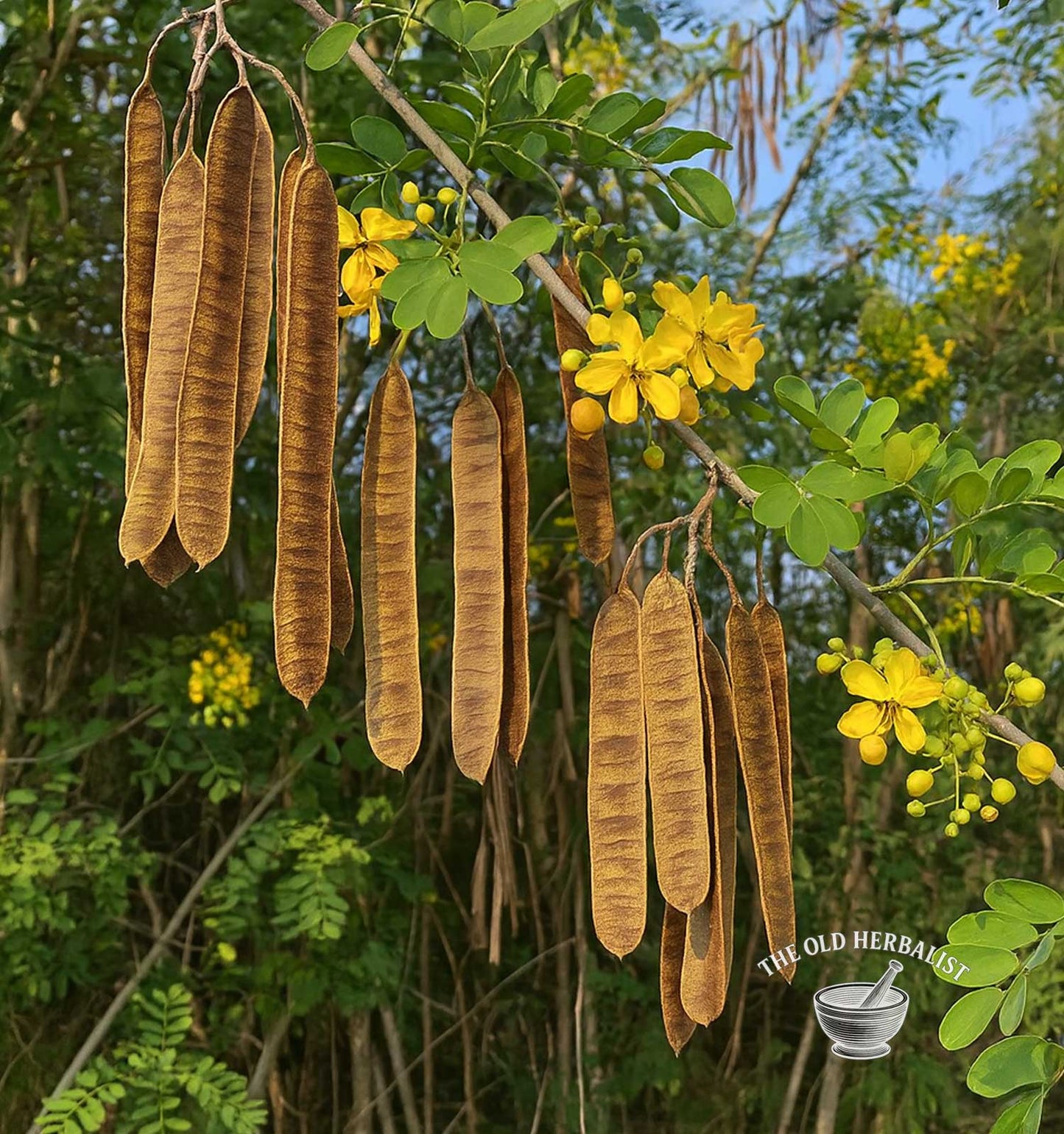 Senna Pods – Cassia angustifolia