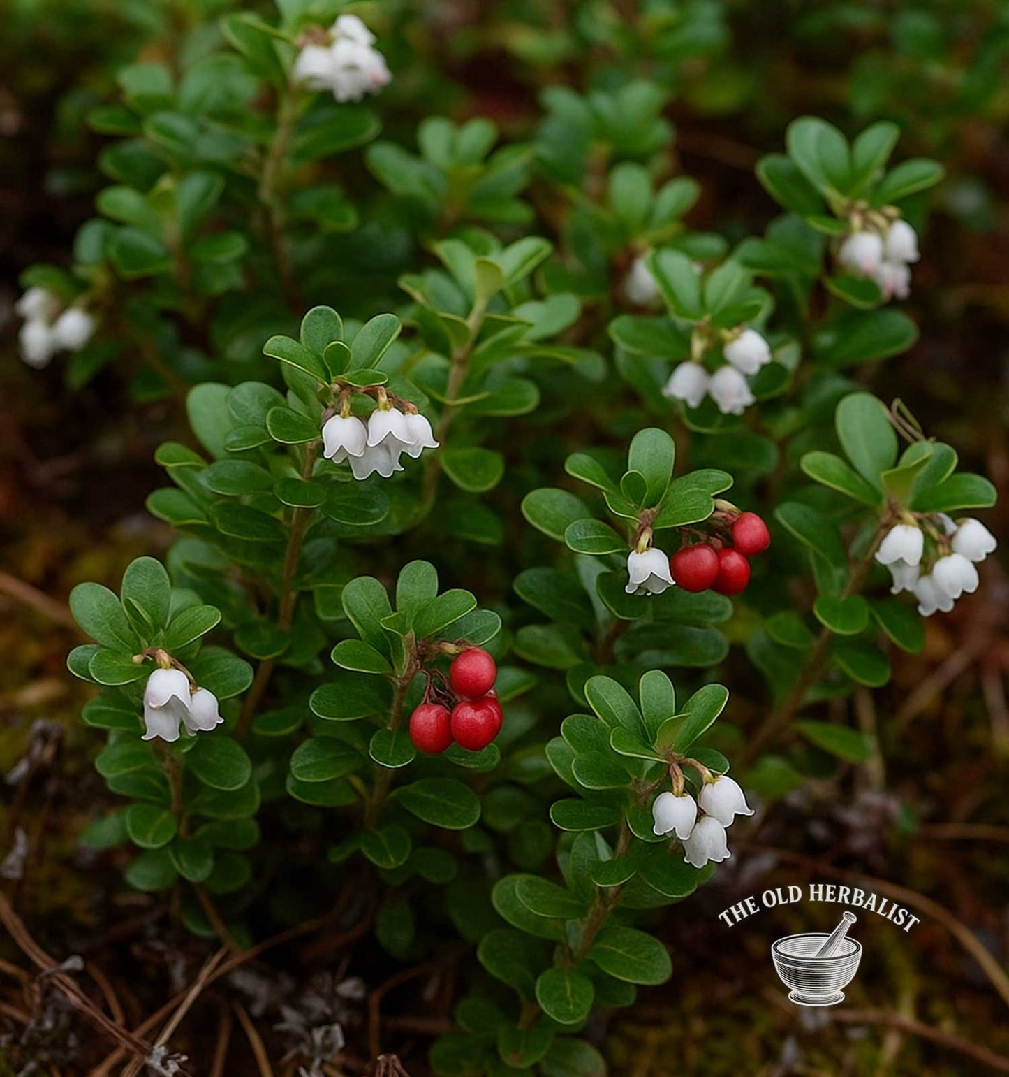 Uva Ursi Leaf – Arctostaphylos uva-ursi