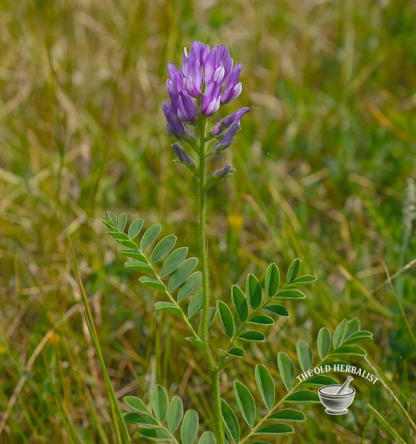 Astragalus Root – Astragalus membranaceus