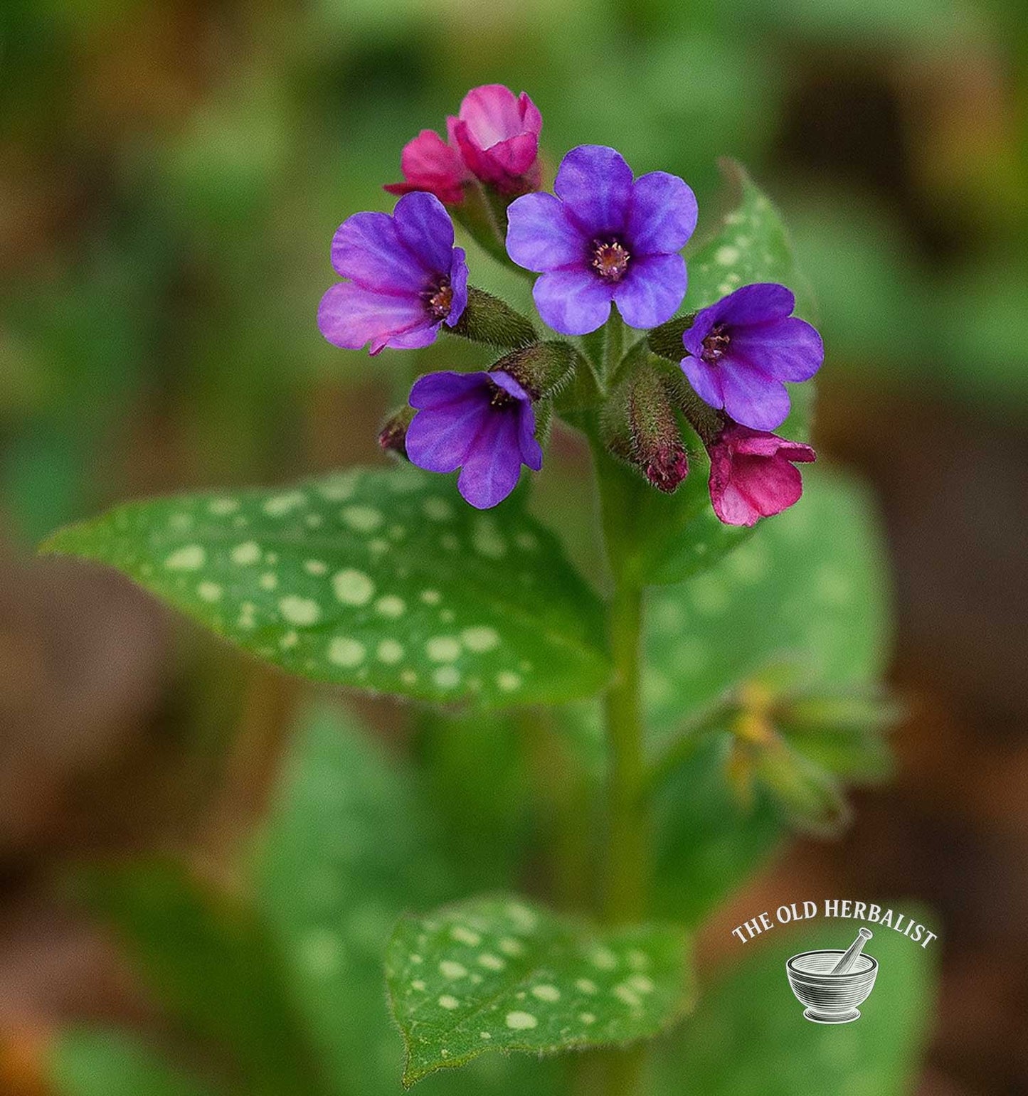 Lungwort Herb – Pulmonaria officinalis