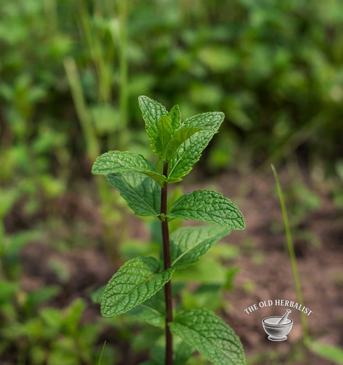 Peppermint Leaf – Mentha piperita