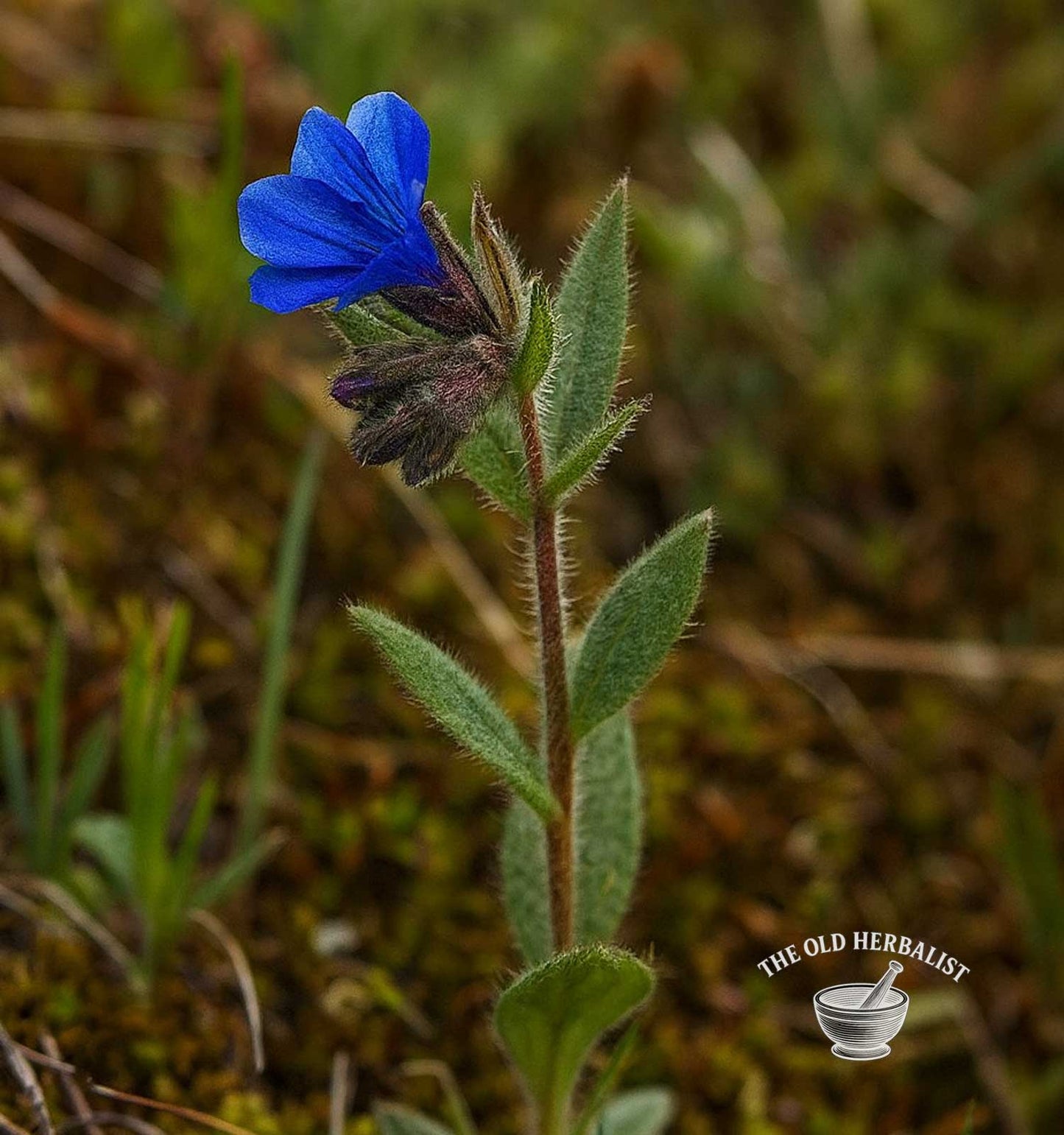 Alkanet Root – Alkanna tinctoria