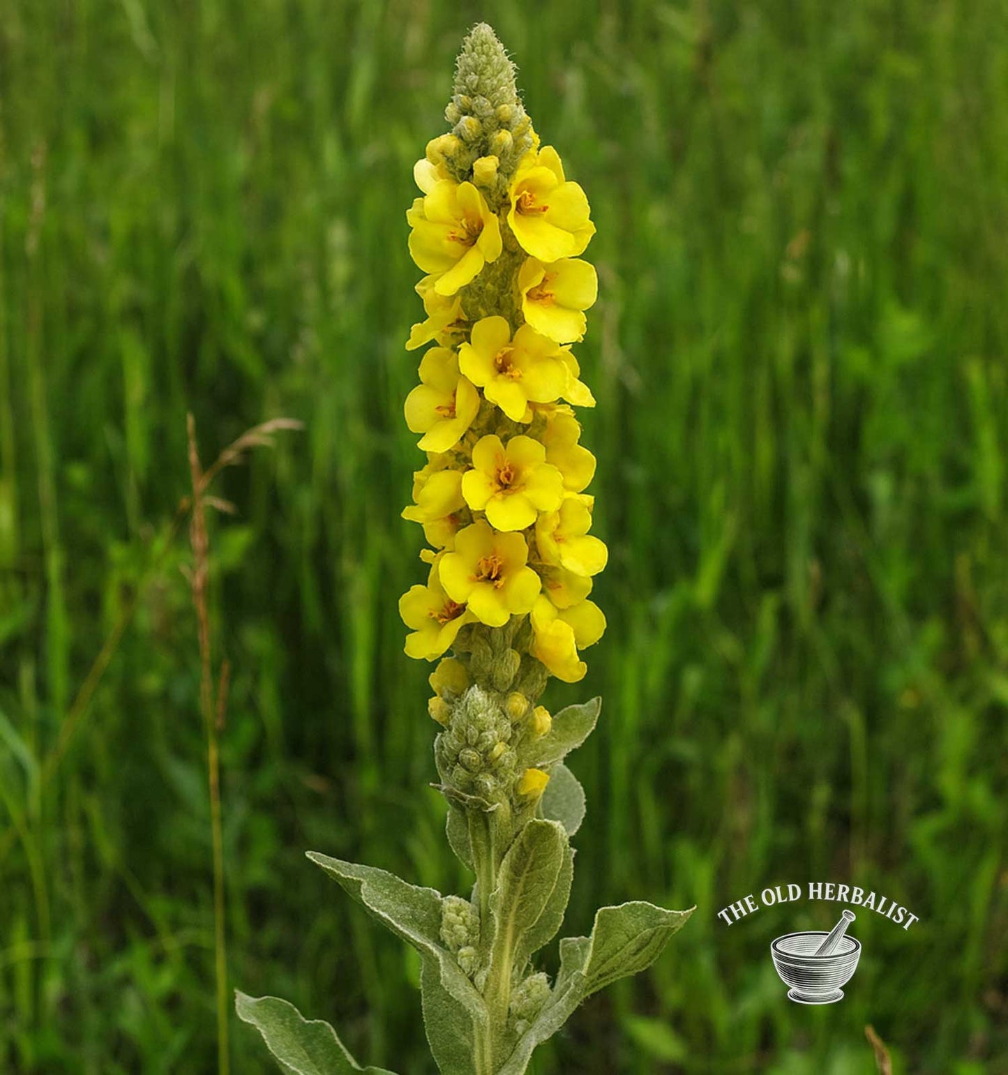 Mullein Flower – Verbascum thapsus
