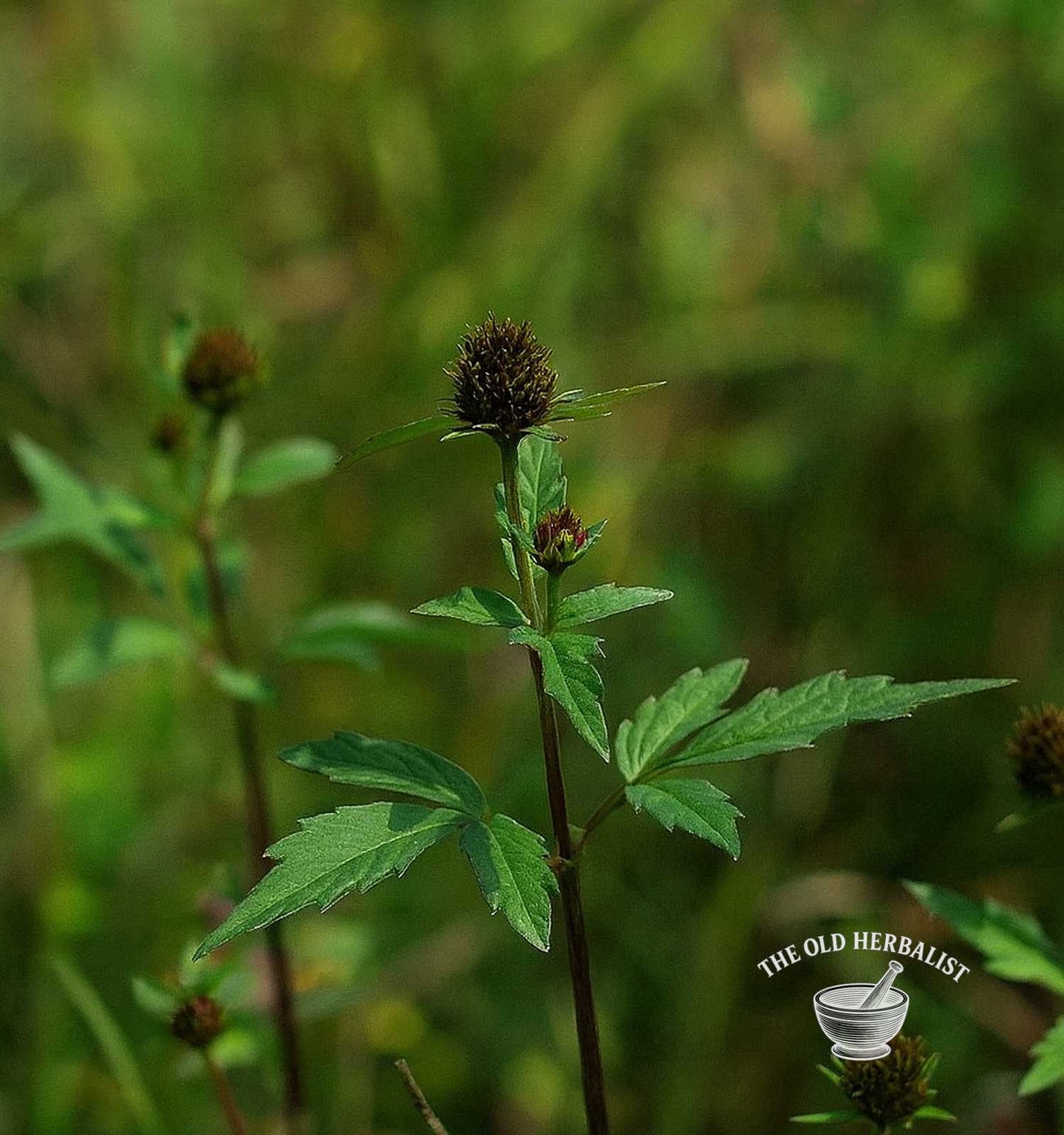 Three-Lobe Beggarticks Herb – Bidens tripartita