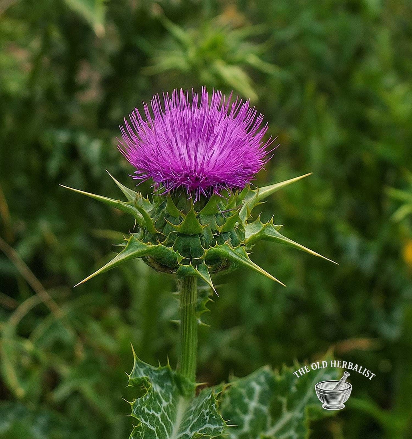 Milk Thistle Seeds Powder – Silybum marianum