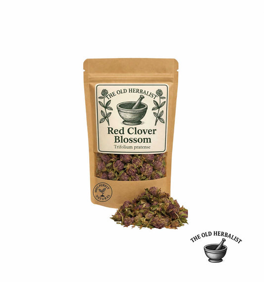 Red Clover Blossom – Trifolium pratense