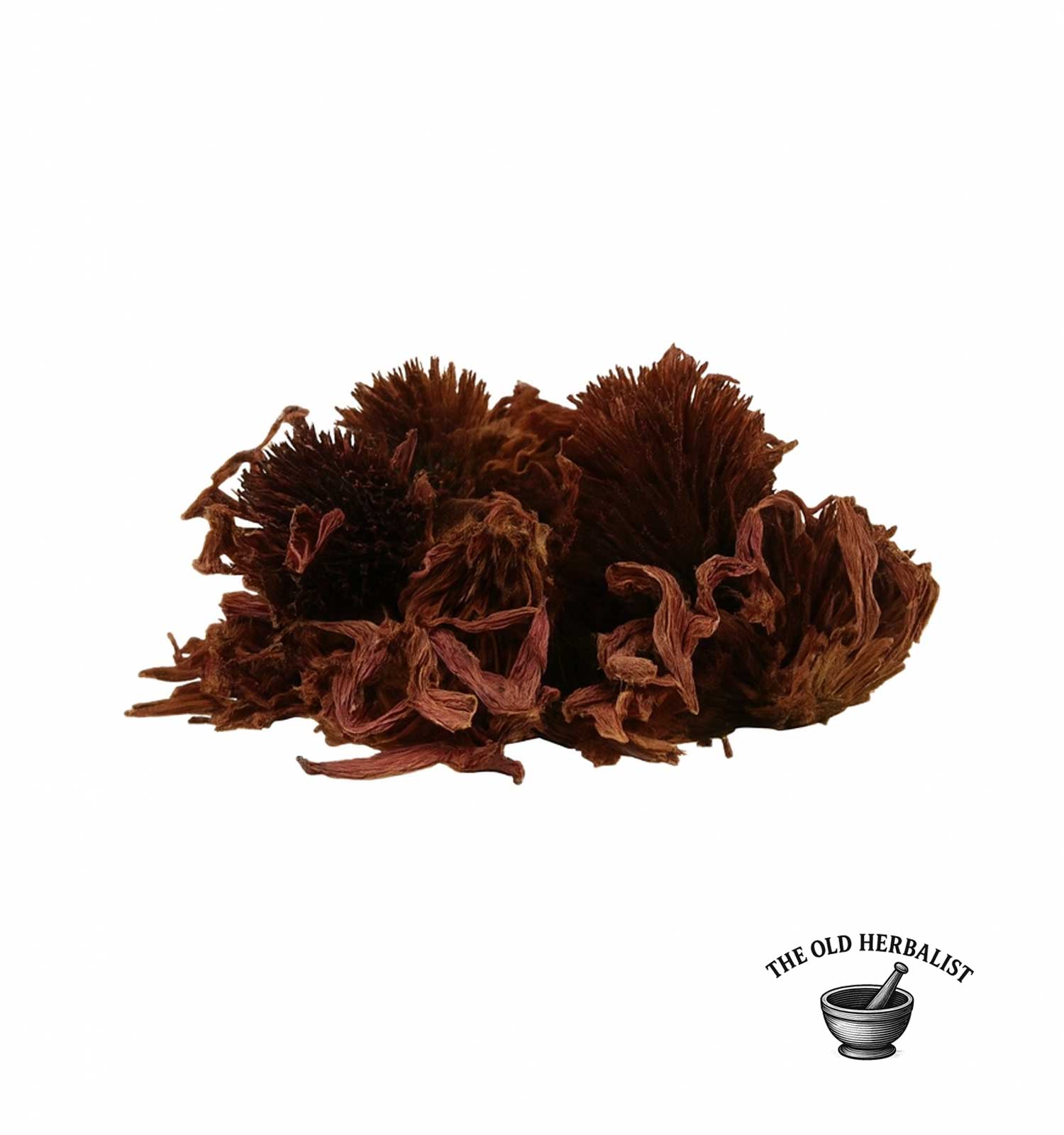 Whole echinacea purpurea blossoms for herbal infusion and wellness.