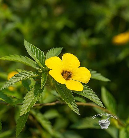 Damiana Leaf – Turnera diffusa