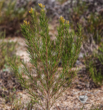 Rooibos Tea – Aspalathus linearis