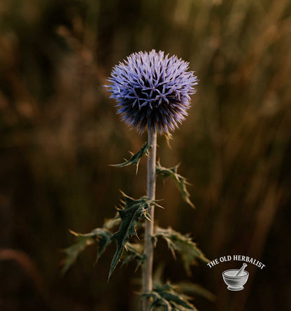 Thistle flower with a blurred natural background, featuring 'The Old Herbalist' logo.