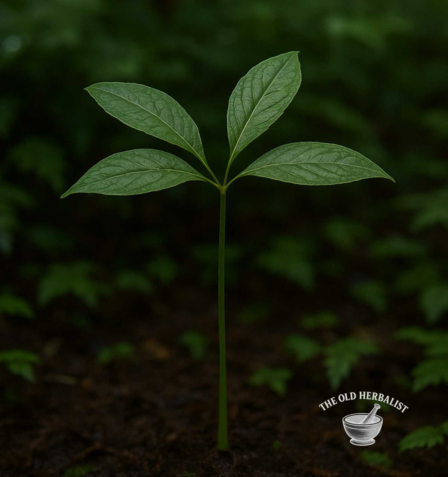 Red Panax Ginseng Root – Panax ginseng