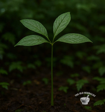 Red Panax Ginseng Root – Panax ginseng