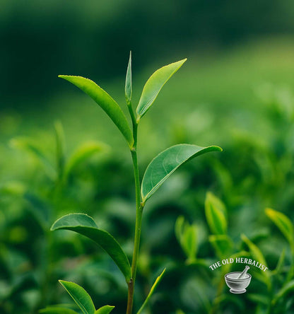 Green Tea Gunpowder – Camellia sinensis