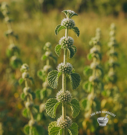 Horehound Herb – Marrubium vulgare