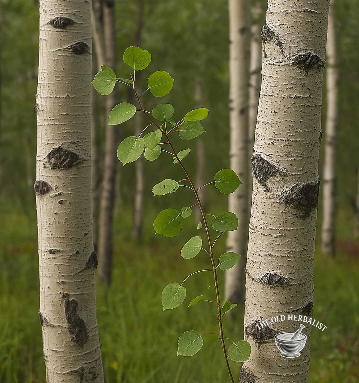 Aspen trees with green leaves in a forest setting, featuring 'The Old Herbalist' logo.