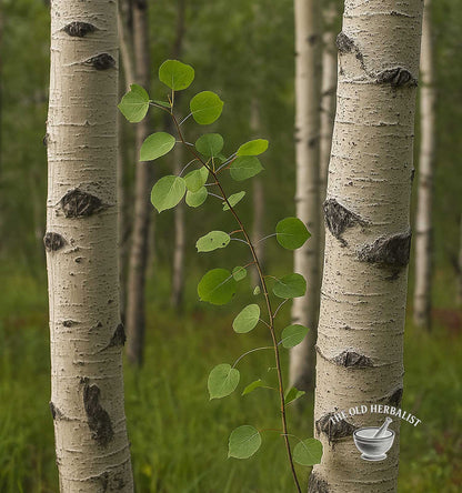 Aspen trees with green leaves in a forest setting, featuring 'The Old Herbalist' logo.