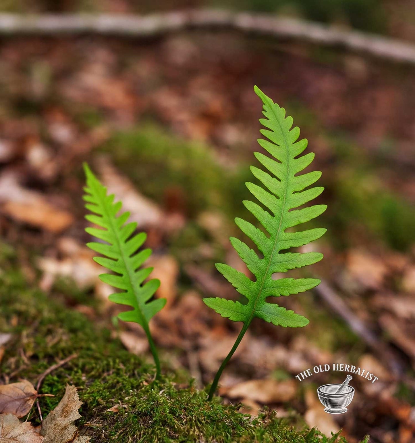 Sweet Fern Root  – Polypodium vulgare