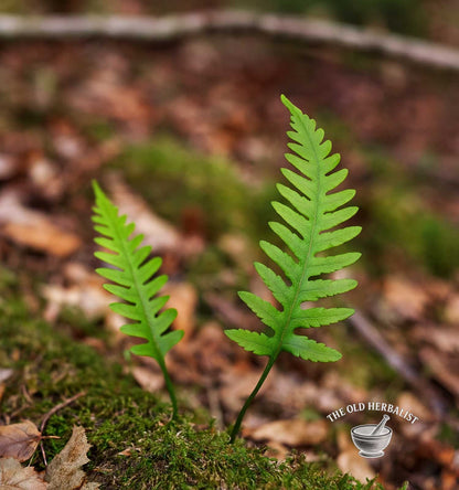 Sweet Fern Root  – Polypodium vulgare