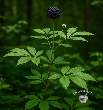 plant of Siberian ginseng 