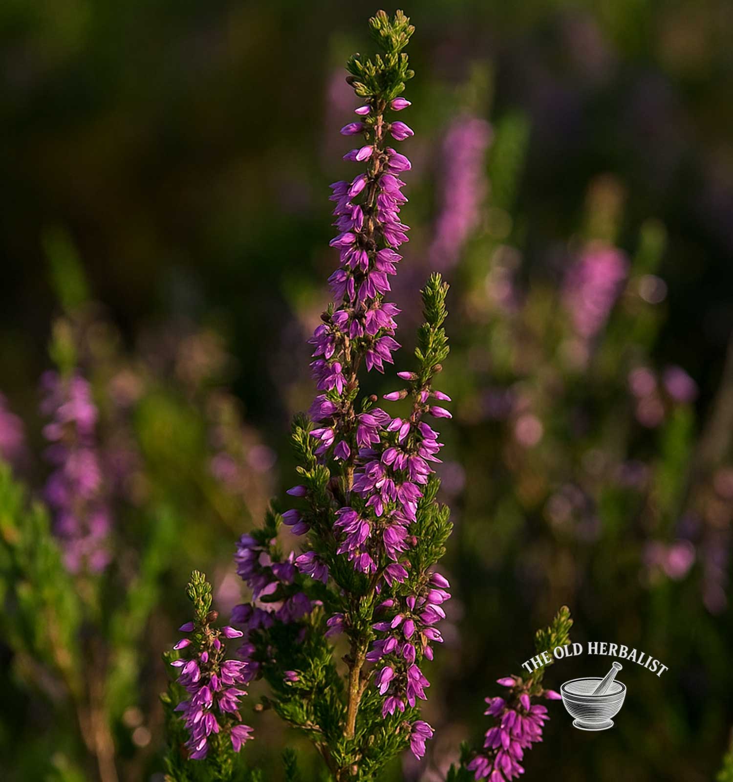 Purple heather flower with a blurred background and 'The Old Herbalist' logo.