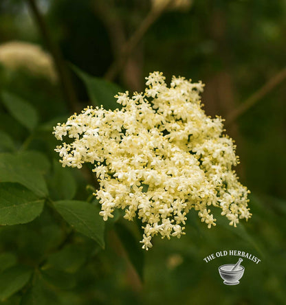 Elder Flower – Sambucus nigra